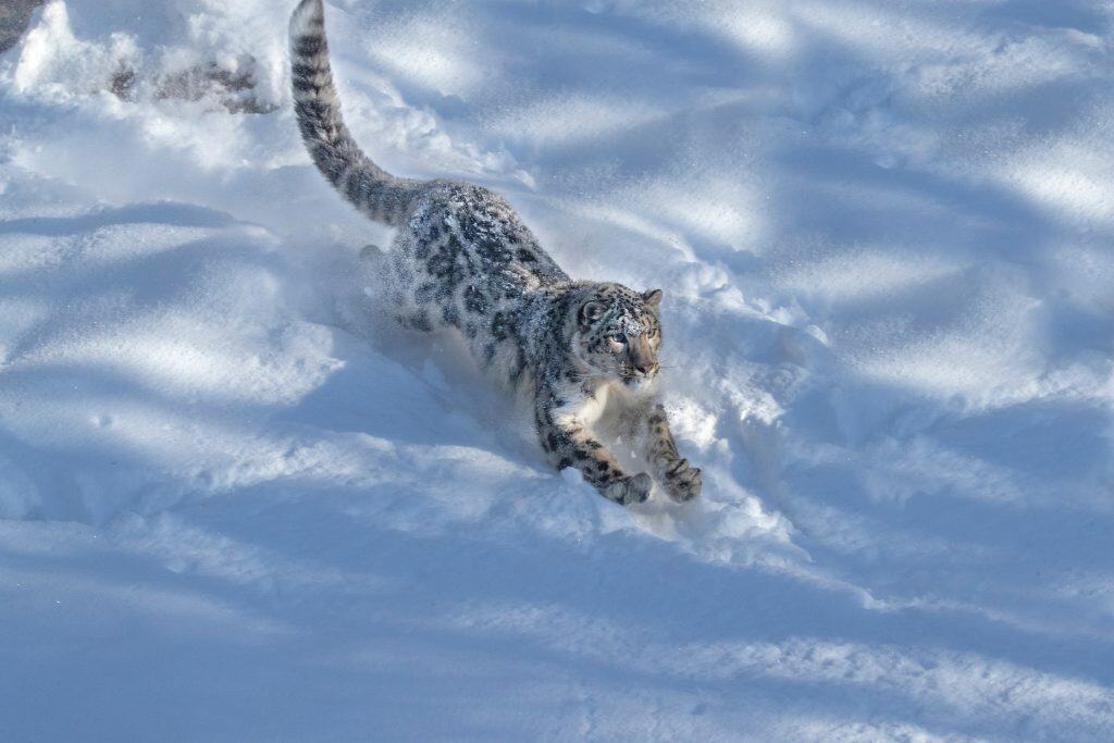 Stati Uniti, Montana. Leopardo delle nevi in ​​cattività in inverno.