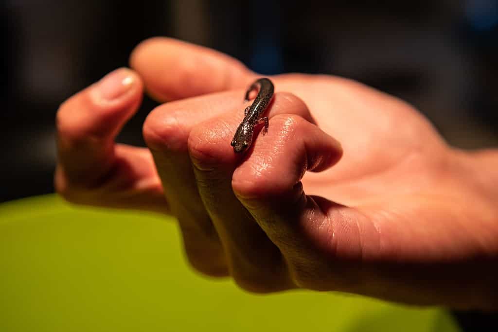 Una piccola salamandra, un anfibio semiacquatico, specie minacciata a causa della perdita di habitat e dei cambiamenti ambientali, vista da vicino nella mano di un uomo
