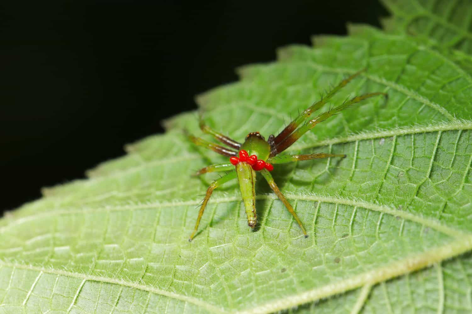 Povero ragno verde Wakabugmo (Oxytate striatipes) che porta molti acari rossi Balaustium murorum sul dorso (luce naturale+flash, fotografia macro ravvicinata)