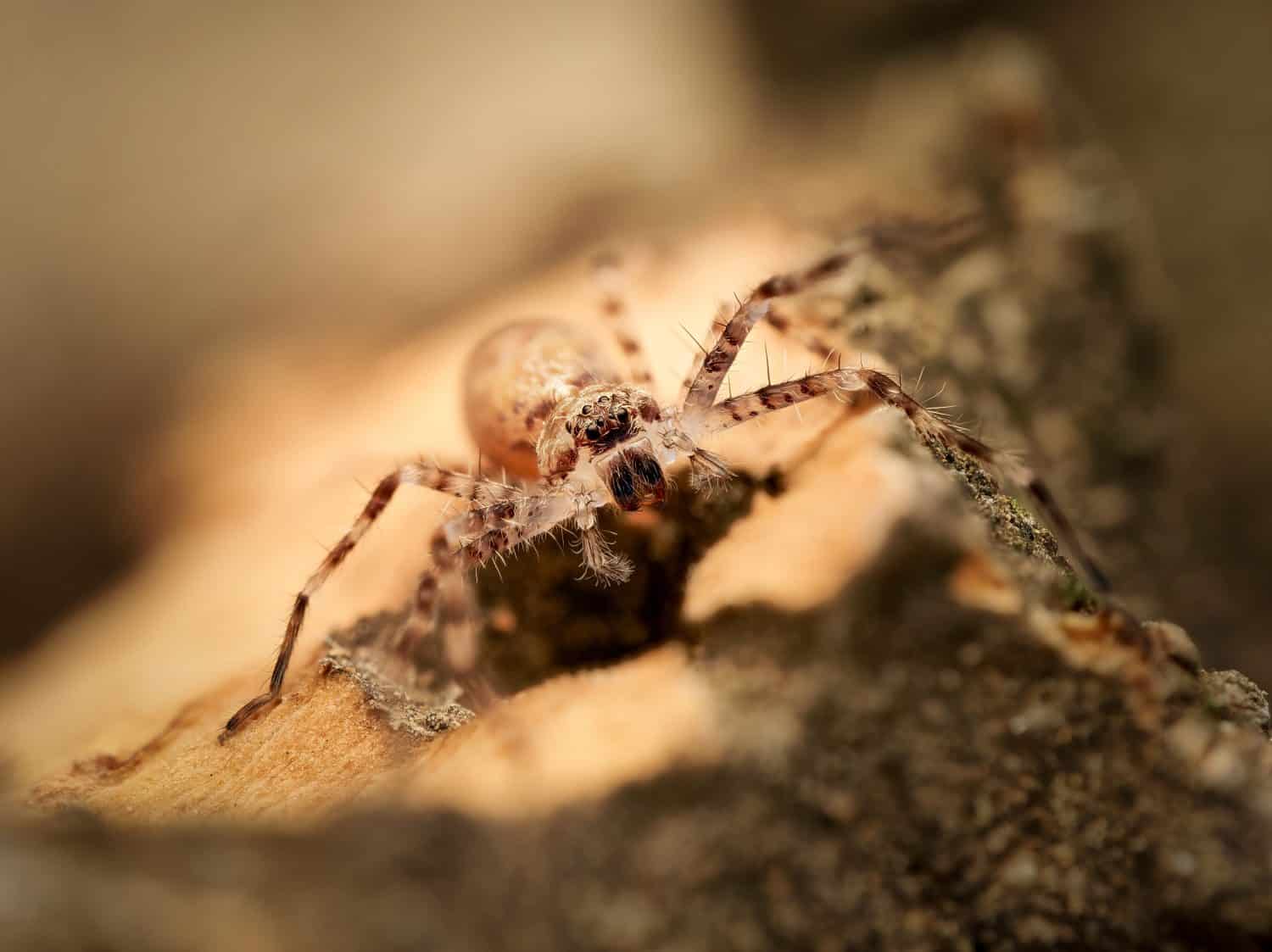 Macro primo piano di un ragno cacciatore giovanile (Heteropoda boiei), un giovane ragno sparasside tropicale, fotografato in condizioni controllate, che mostra lo stadio di sviluppo iniziale.