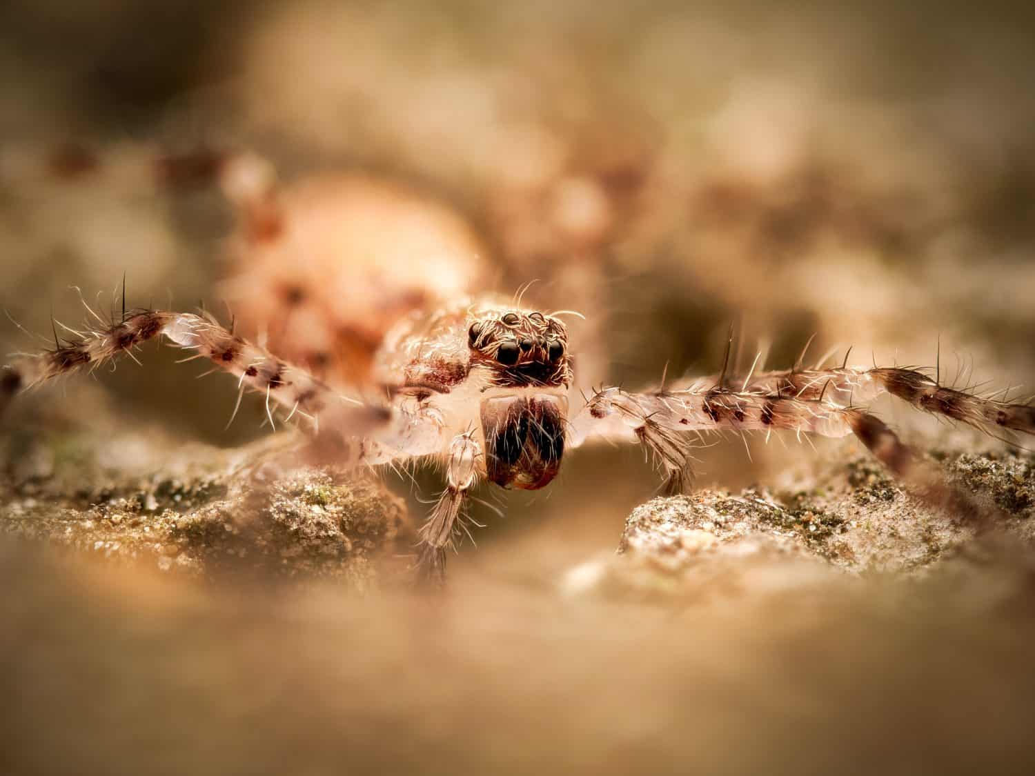 Macro primo piano di un ragno cacciatore giovanile (Heteropoda boiei), un giovane ragno sparasside tropicale, fotografato in condizioni controllate, che mostra lo stadio di sviluppo iniziale.