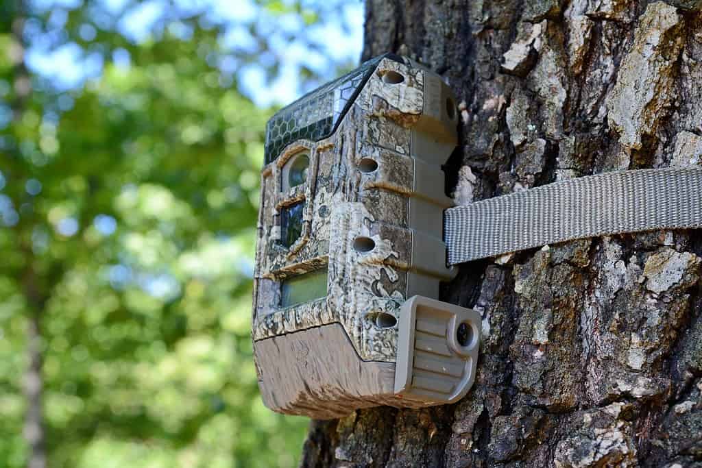 Macchina fotografica fissata ad un albero, utilizzata dai cacciatori per spiare gli animali selvatici. La fotocamera Black Trail Cam sul pioppo cattura la fauna selvatica come i cervi mentre camminano. Telecamera per visione notturna mimetica su un albero.
