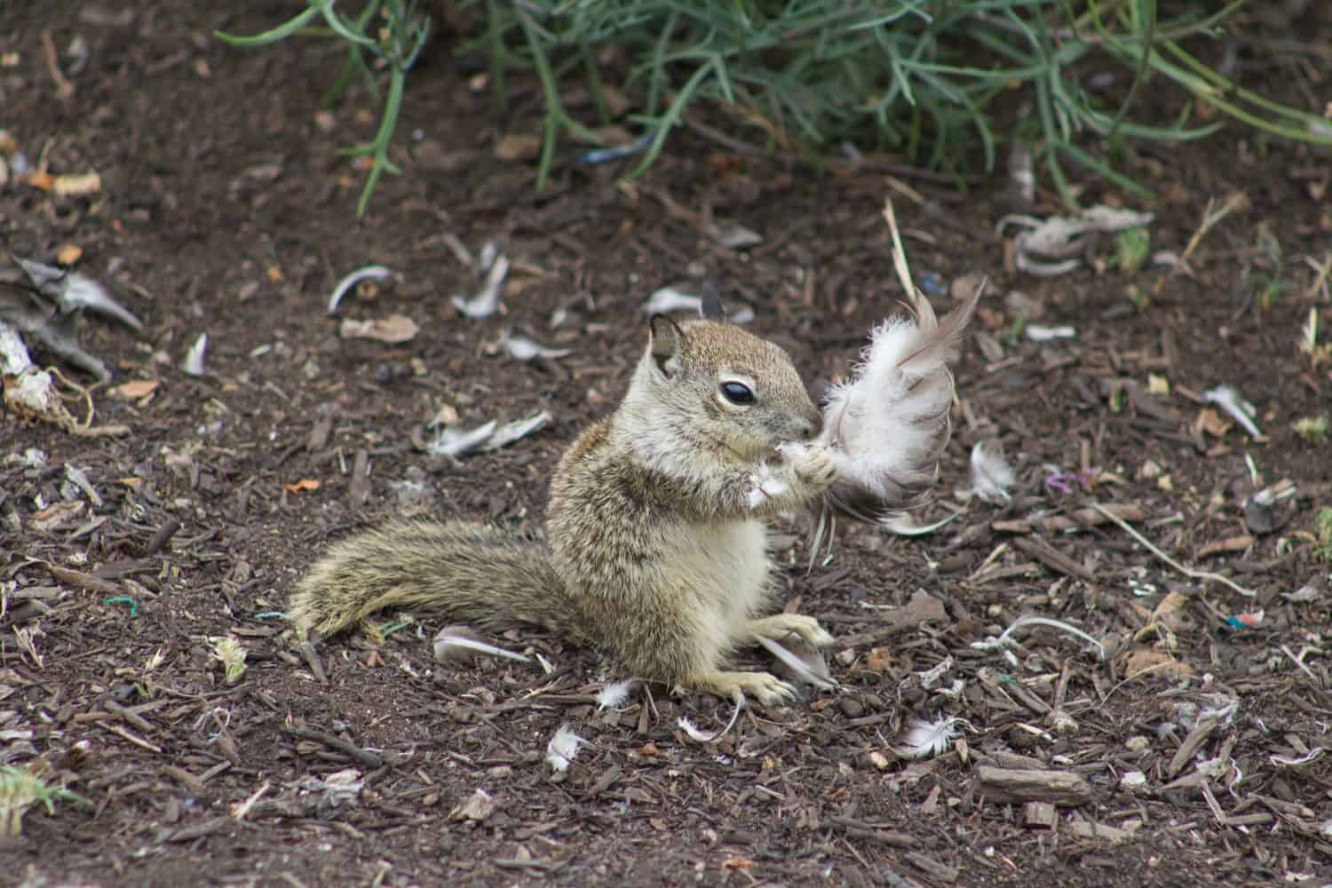 Scoiattolo macinato della California che mangia la carne avanzata della carcassa di un uccello da vicino a La Jolla Cove, San Diego, California, vista laterale