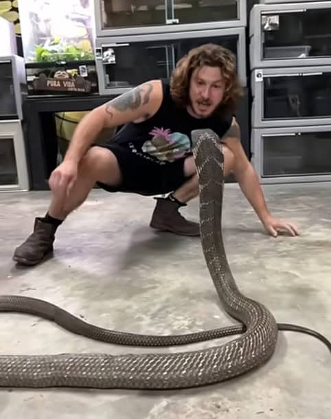 Hai mai sentito ringhiare un cobra reale