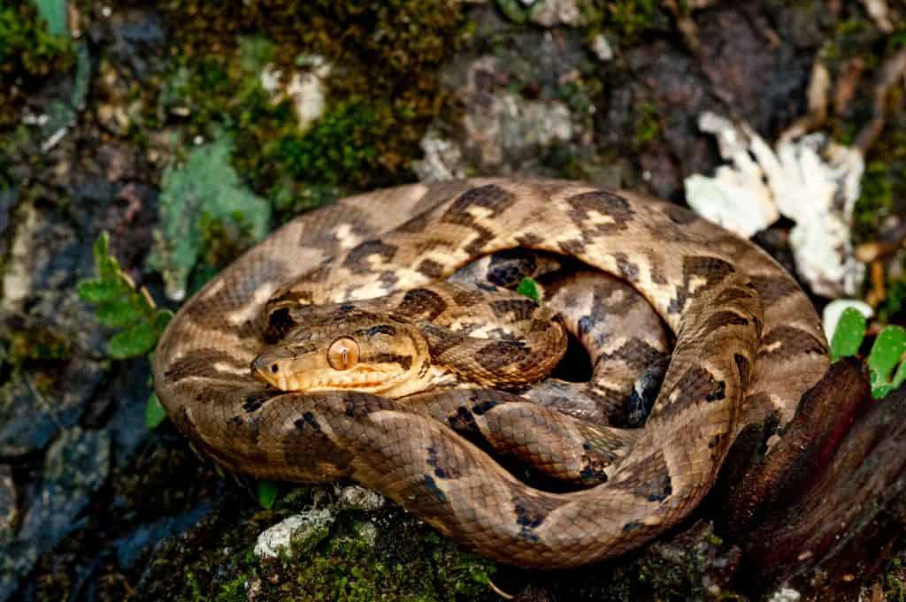Boa constrictor (Boa constrictor), foresta pluviale di Darien, Panama, America centrale - foto stock