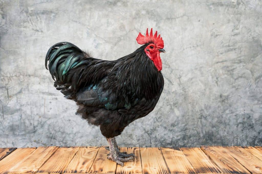 Il pollo ha la cresta rossa. Supporto per gallo australorp nero su pavimento in legno e sfondo in gesso nudo o in stile loft.