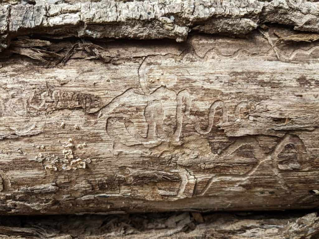 infestazione di danni da piralide della cenere di smeraldo