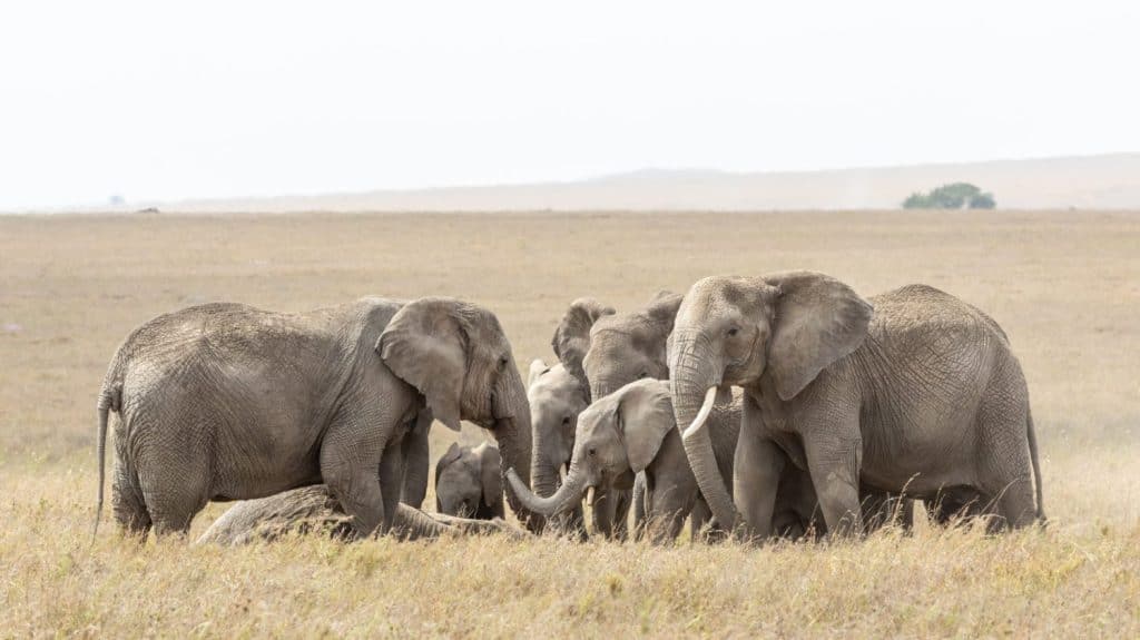 Branco di elefanti che si radunano attorno a un membro della famiglia morto nel Serengeti, Tanzania