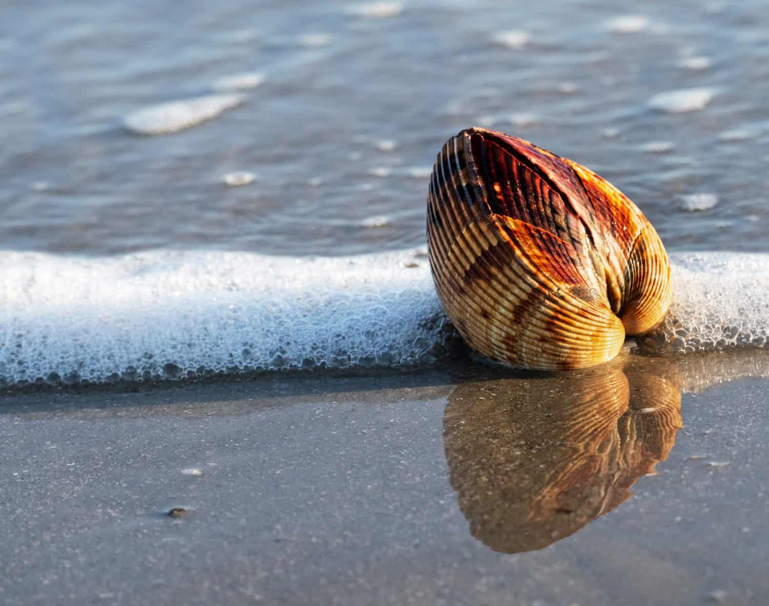 La vongola gigante dell'Atlantico, Dinocardium robustum, è uno dei più grandi bivalvi di acque poco profonde.