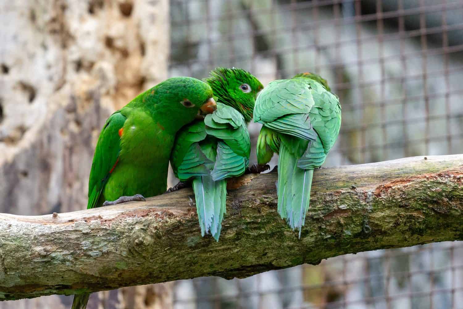 Un gruppo di tre parrocchetti dagli occhi bianchi (Aratinga leucophthalma) appollaiati su un tronco, impegnati nell'assistenza sociale e nel pavoneggiarsi. Ritratto di uccelli in un ambiente in cattività.