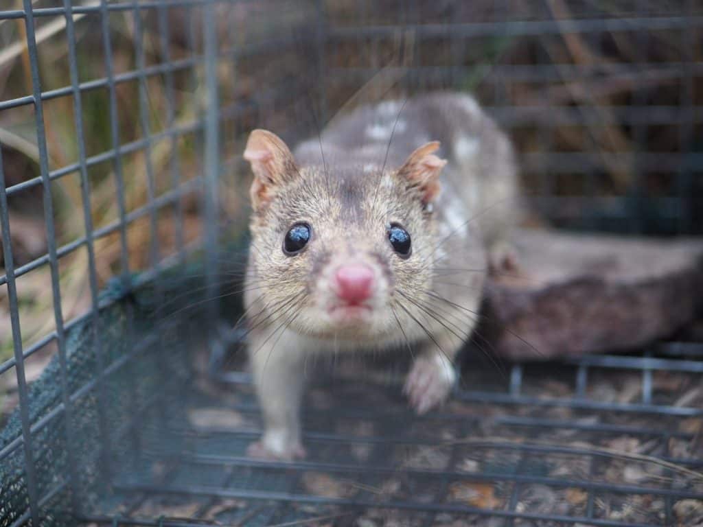 North Quoll, Dasyurus hallucatus, in una trappola a gabbia, Territorio del Nord, Australia