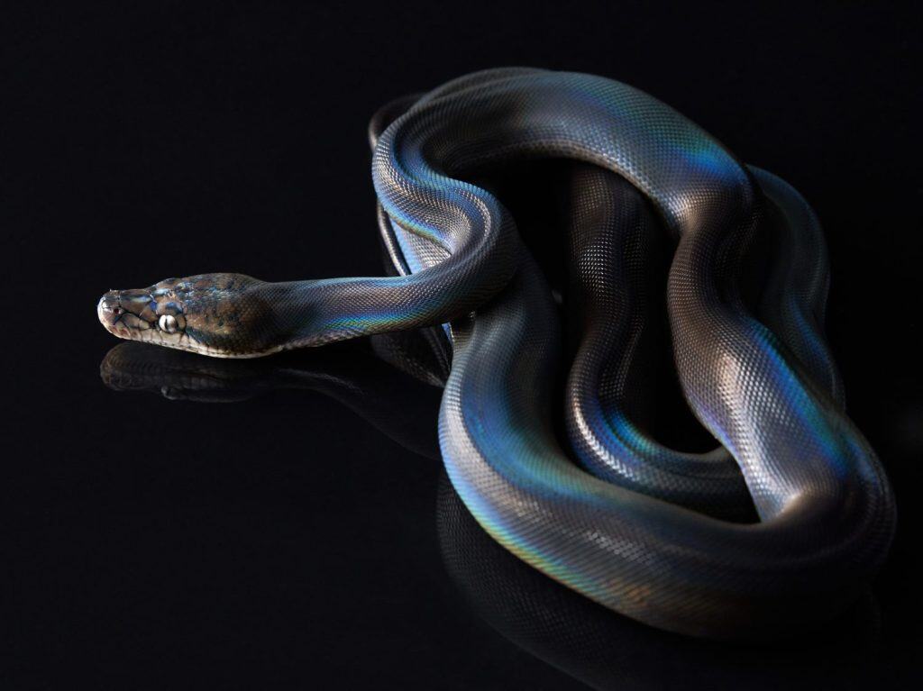 Pitone reticolato (Python reticulatus) su sfondo nero. il serpente arcobaleno luccica in diversi colori