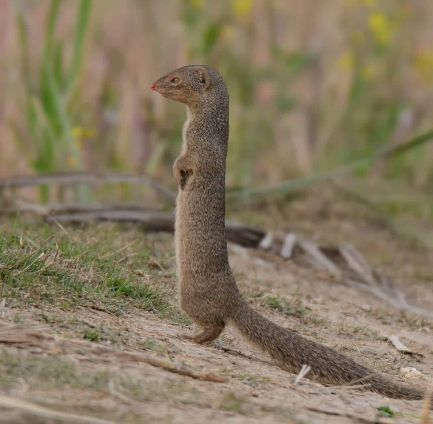 Piccola mangusta indiana (Urva auropunctata) che sta sulle punte dei piedi per guardarsi intorno nei campi agricoli in Pakistan.
