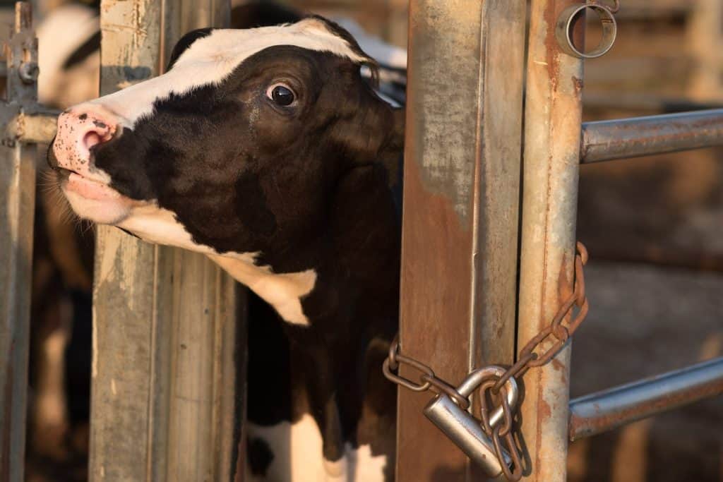 Mucca triste. Mucca in bianco e nero con una lacrima.