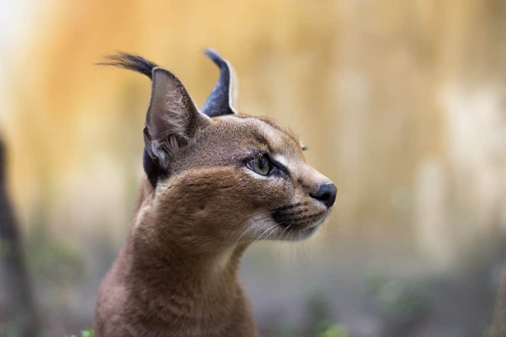 Bellissimo gatto caracal