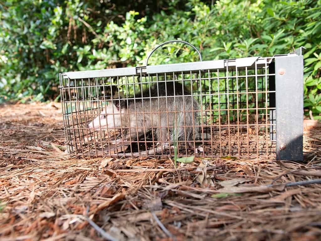 Possum in una trappola umana viva. Marsupiale opossum intrappolato. Gabbia per la rimozione di parassiti e roditori. Cattura e rilascia il servizio di controllo degli animali selvatici.