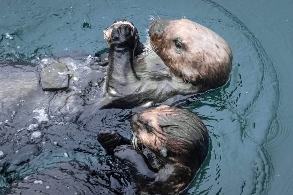 La lontra marina (Enhydra lutris) è un mammifero marino. Famiglia delle donnole. Vongole che si spezzano con una roccia. Madre e cucciolo.