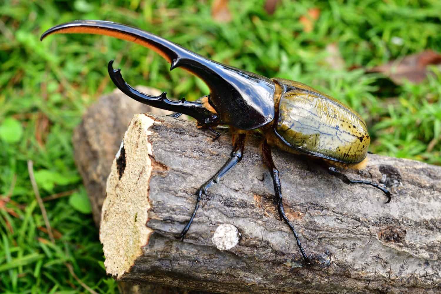 Scarabeo Ercole in Sud America