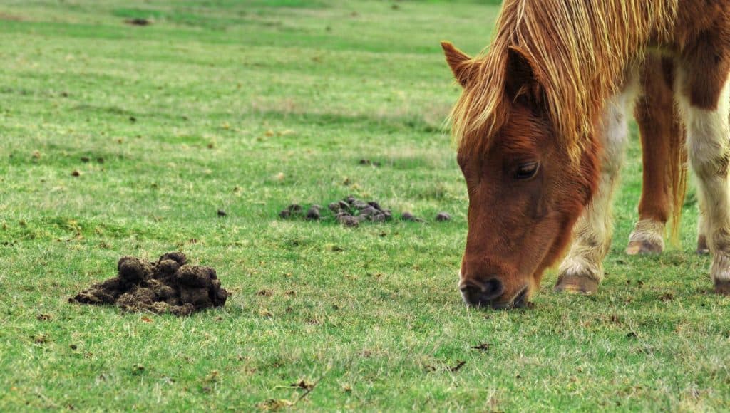 Pony cavallo che mangia erba proprio accanto ad alcune feci.