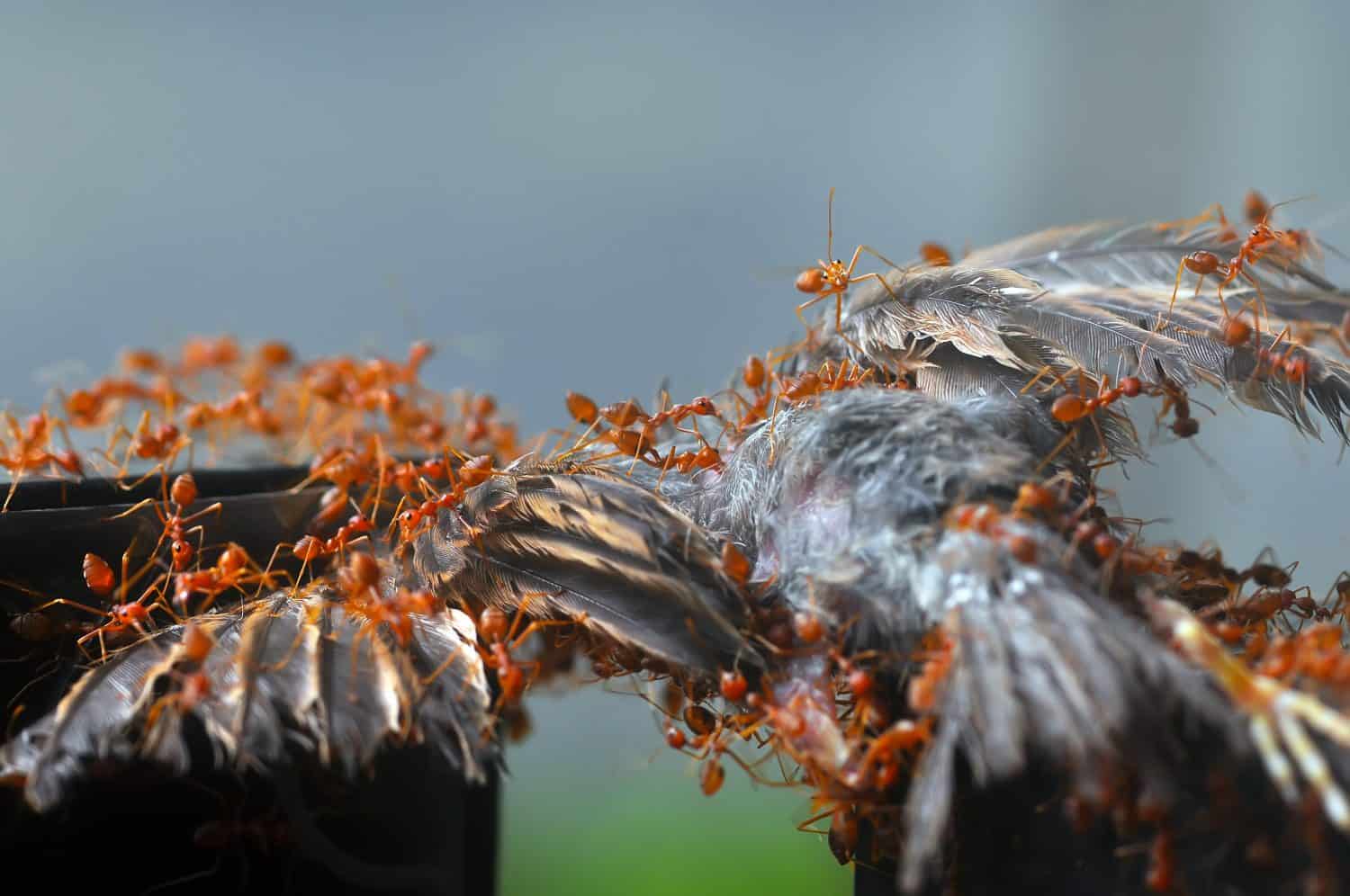 un gruppo di formiche che predano un uccello