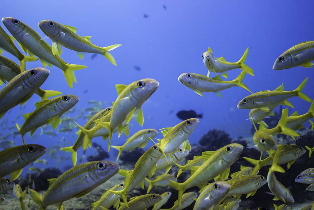 Pesce capra pinna gialla