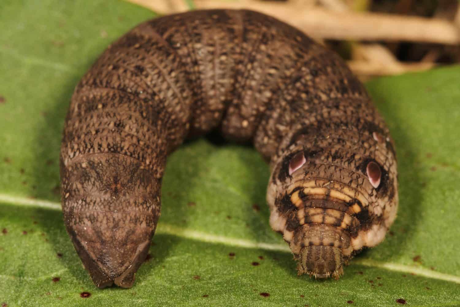 Bruco della falena falco