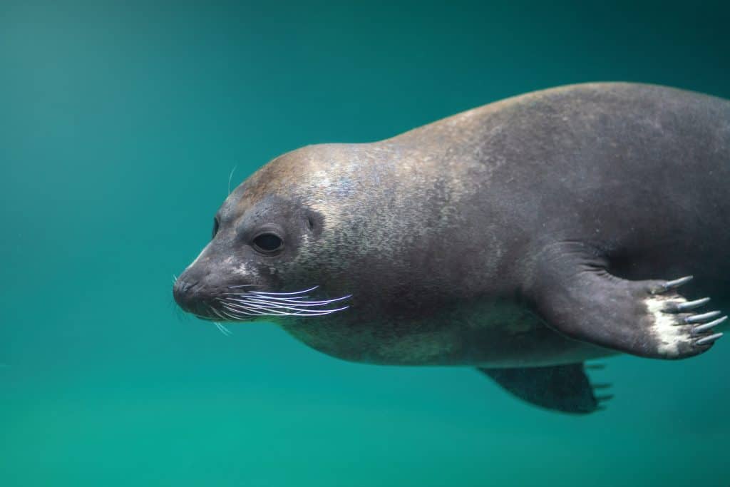 Foca del porto che si tuffa sott'acqua (Phoca vitulina) o foca comune