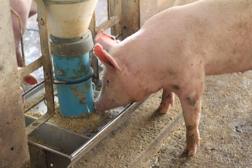 I maiali da ingrasso si nutrono di grandi allevamenti di suini.