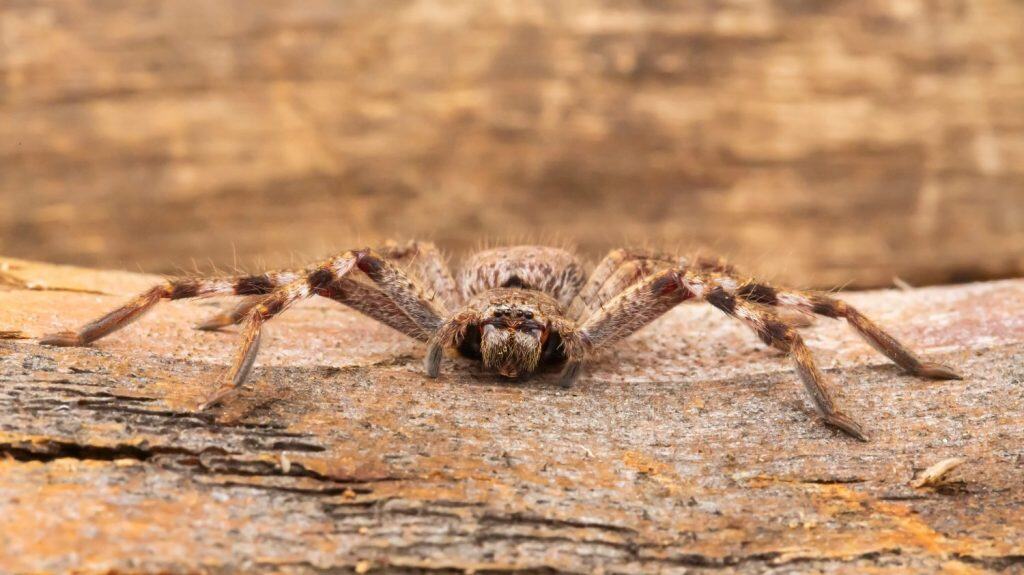 Ragno cacciatore giovanile (Holconia montana). Maldon, Victoria, Australia