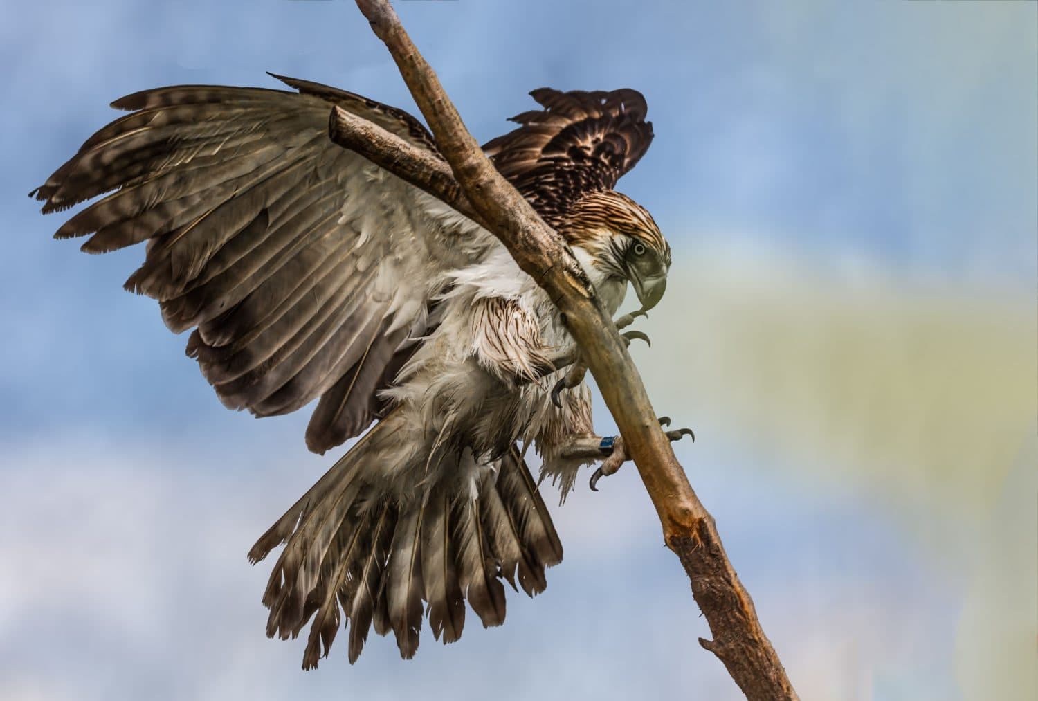 Un'aquila filippina che atterra su un albero