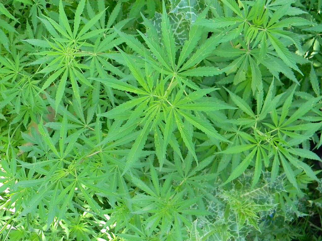 Vista ravvicinata di una pianta di cannabis o marijuana