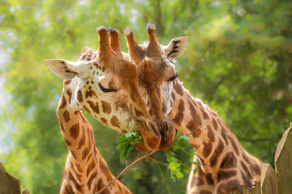 Due giraffe da vicino che mangiano foglie verdi, amore, comportamento di animali selvatici, animale dal collo lungo, zoologia, mondo animale, protezione degli animali.