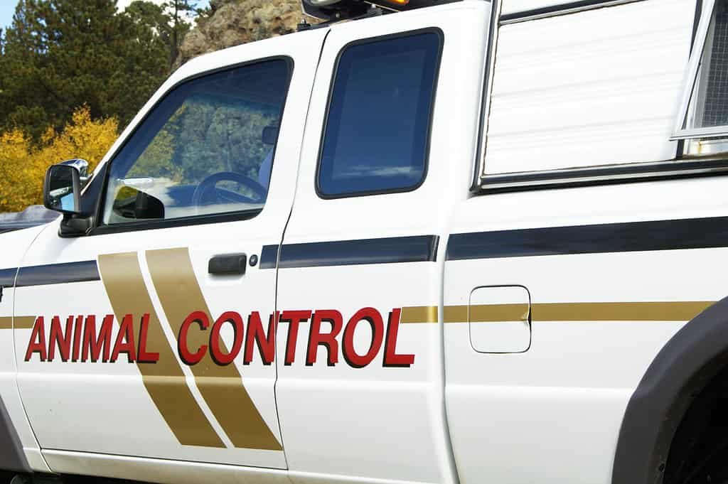 Un veicolo per il controllo degli animali in servizio in un ambiente urbano.