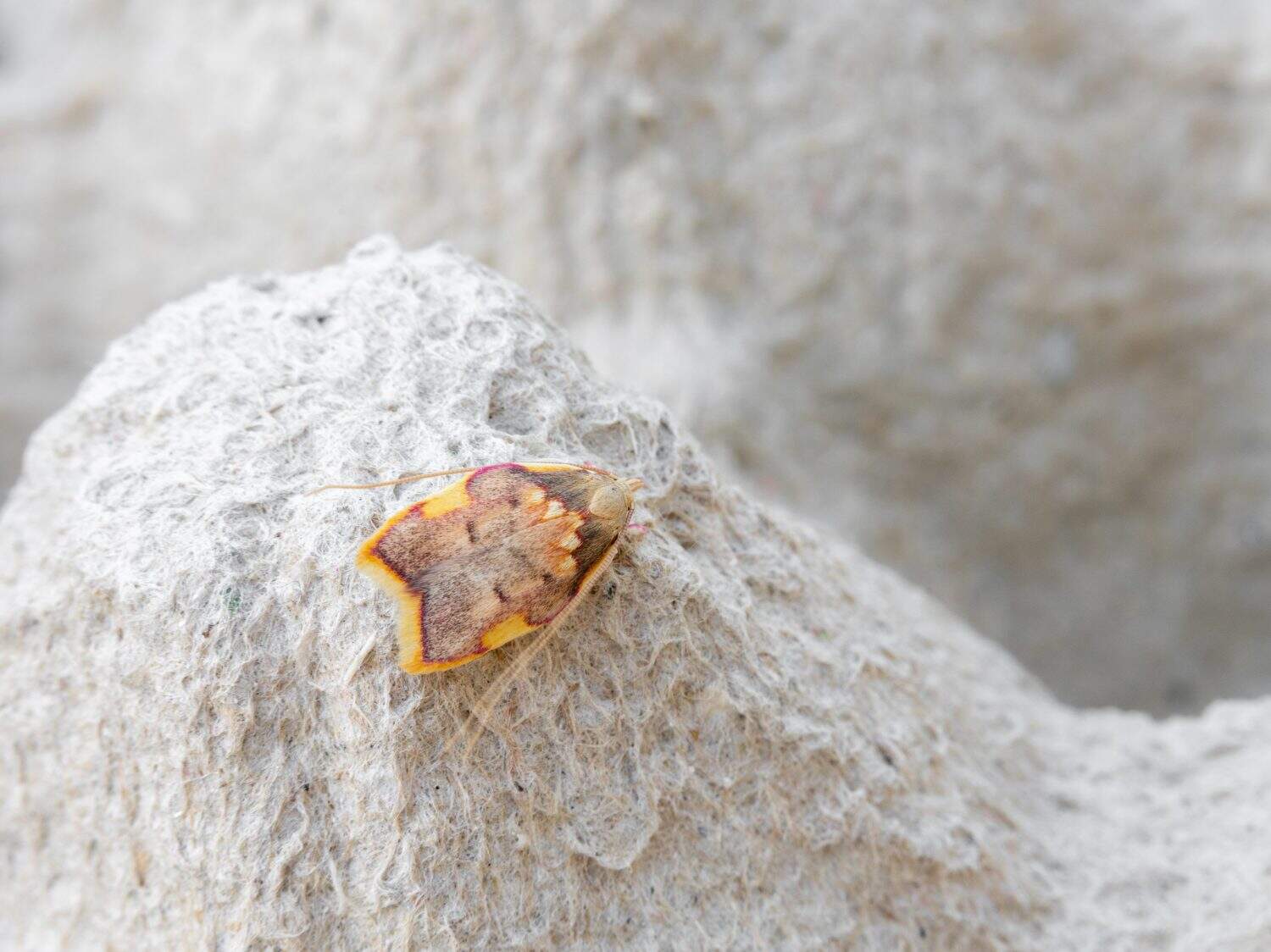composizione con Carcina quercana conosciuta anche con nomi lanterna di quercia, falena dal corpo piatto dalle lunghe corna e falena scheletrizzata di quercia, è una specie di falena della famiglia Depressariidae