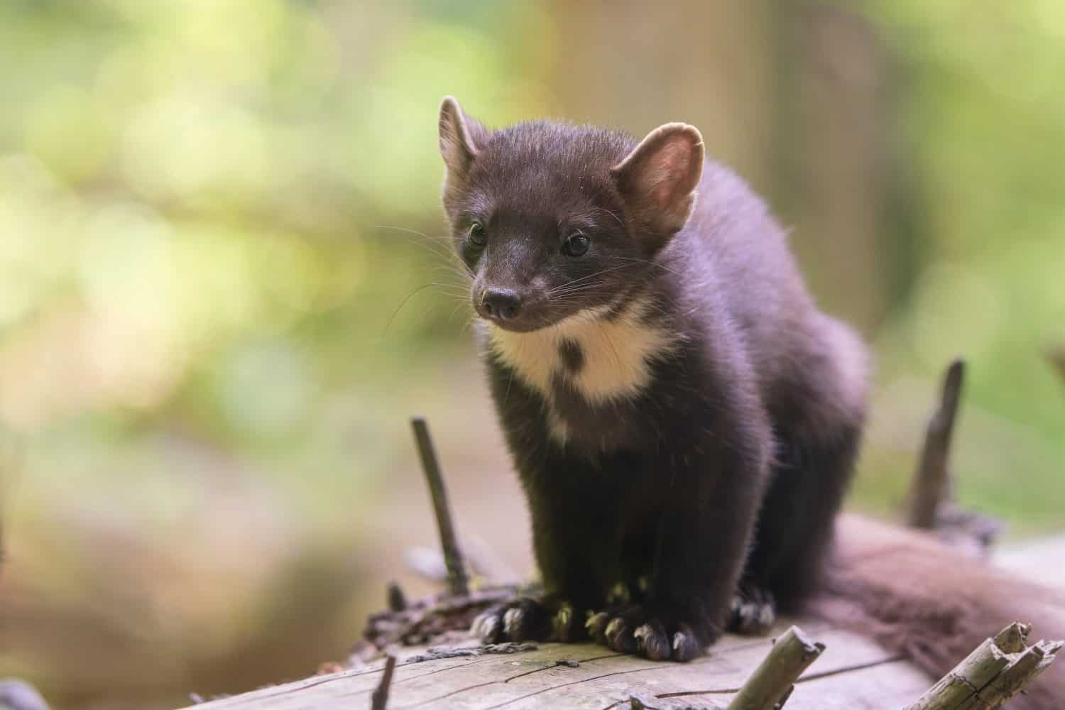   Ritratto di una giovane martora europea. Una martora appoggiata sul ceppo dell'albero. Martes Martes                              