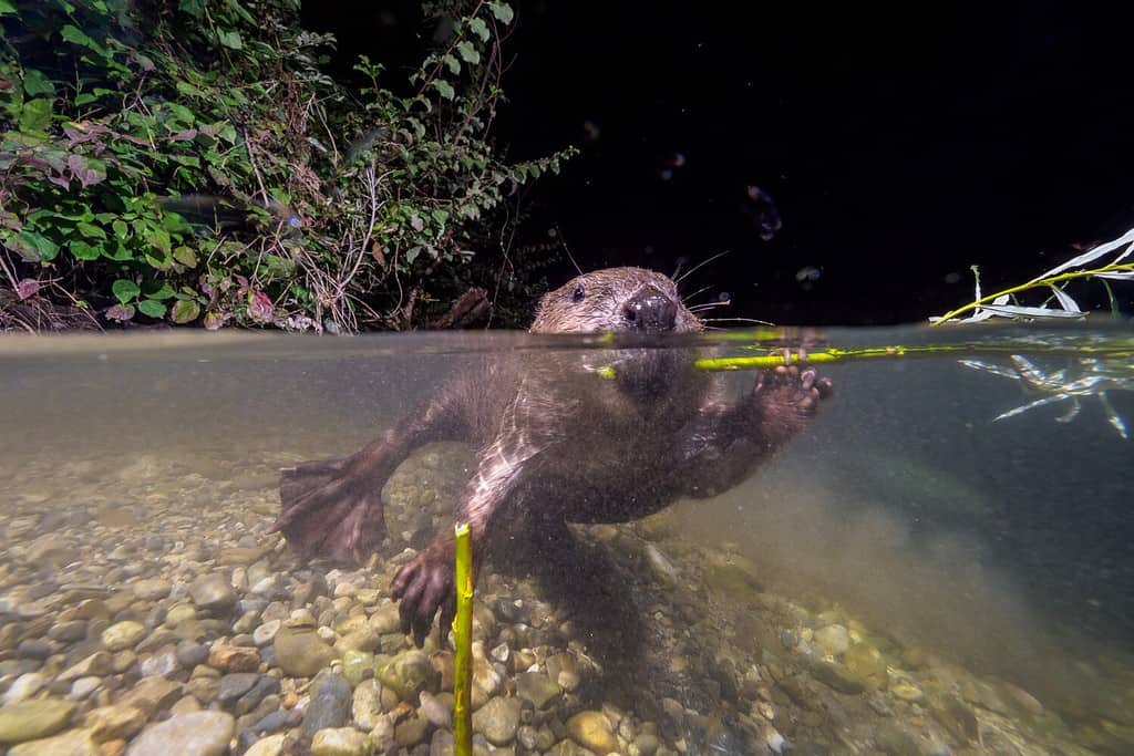 Castoro (Castor fibre) che vive nel fiume (Traisen). Riprese subacquee in habitat naturale.